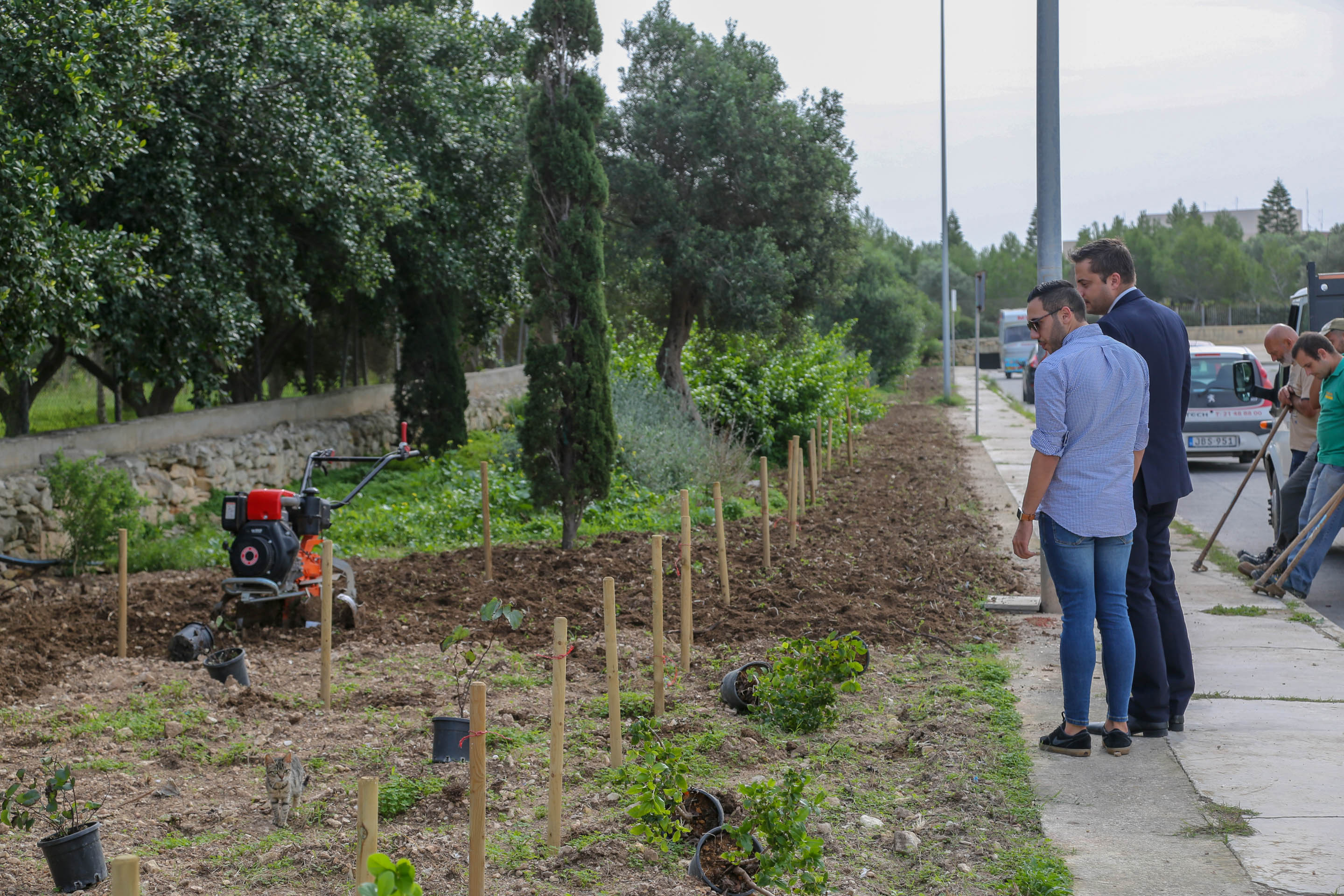 Tree Planting Conrad