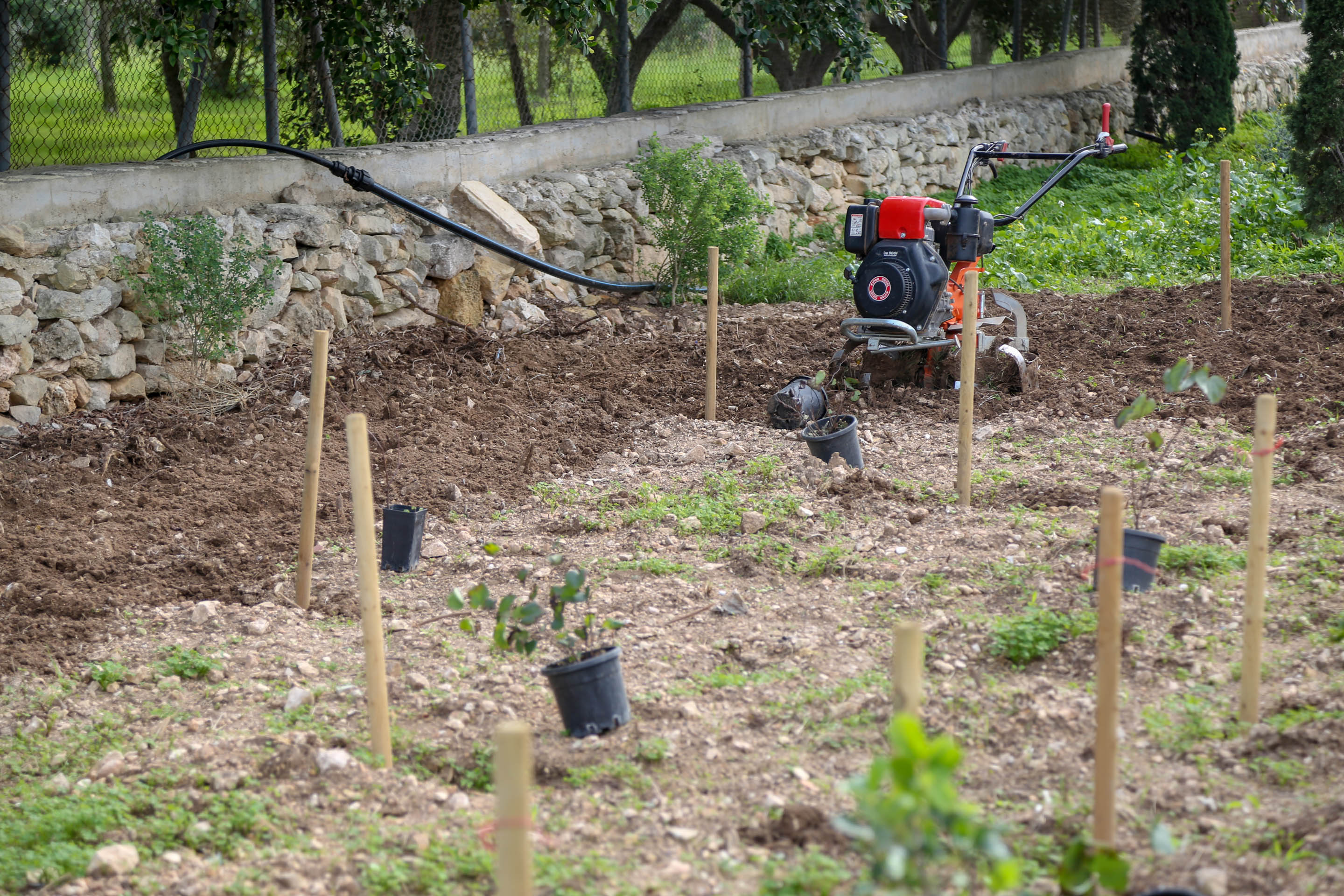 Tree Planting Site_2