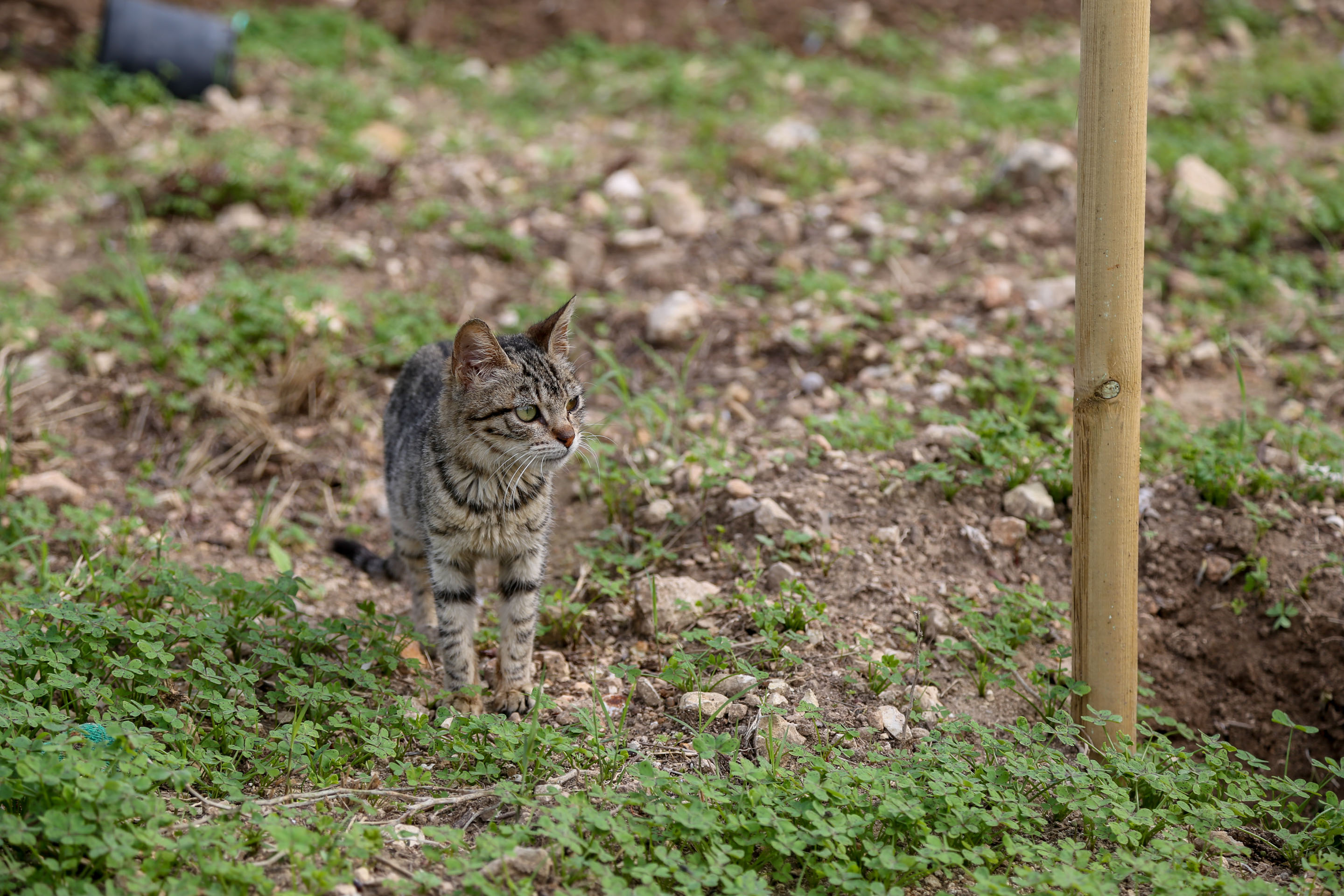 Tree Planting Cat