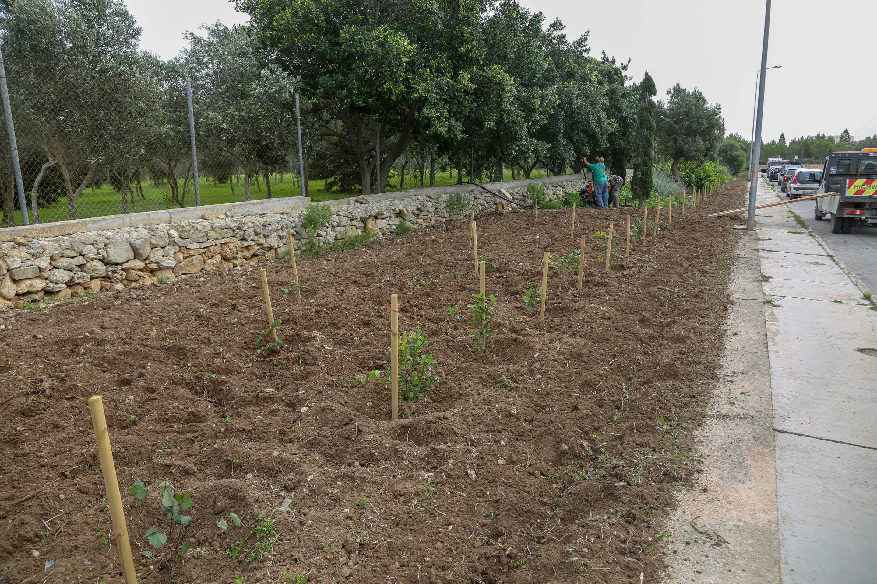 Tree Planting ready_2